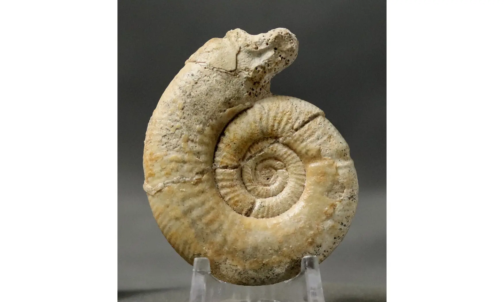 Choffatia isabellae