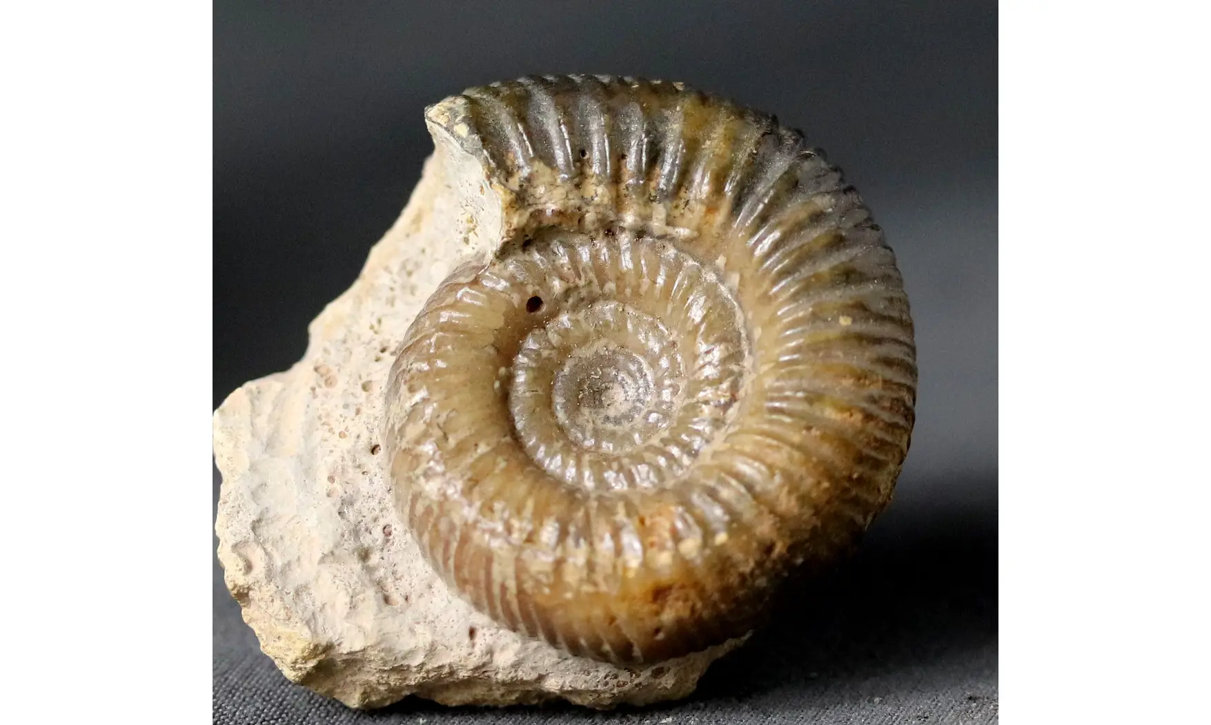 Procerozigzag pseudoprocerus