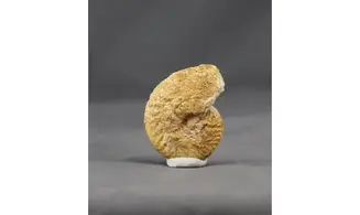 Oecotraustes fuscus