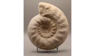 Gravesia cf irius