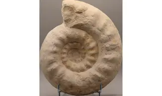 Gravesia cf irius