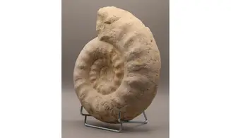 Gravesia cf irius