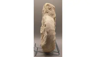 Gravesia cf irius