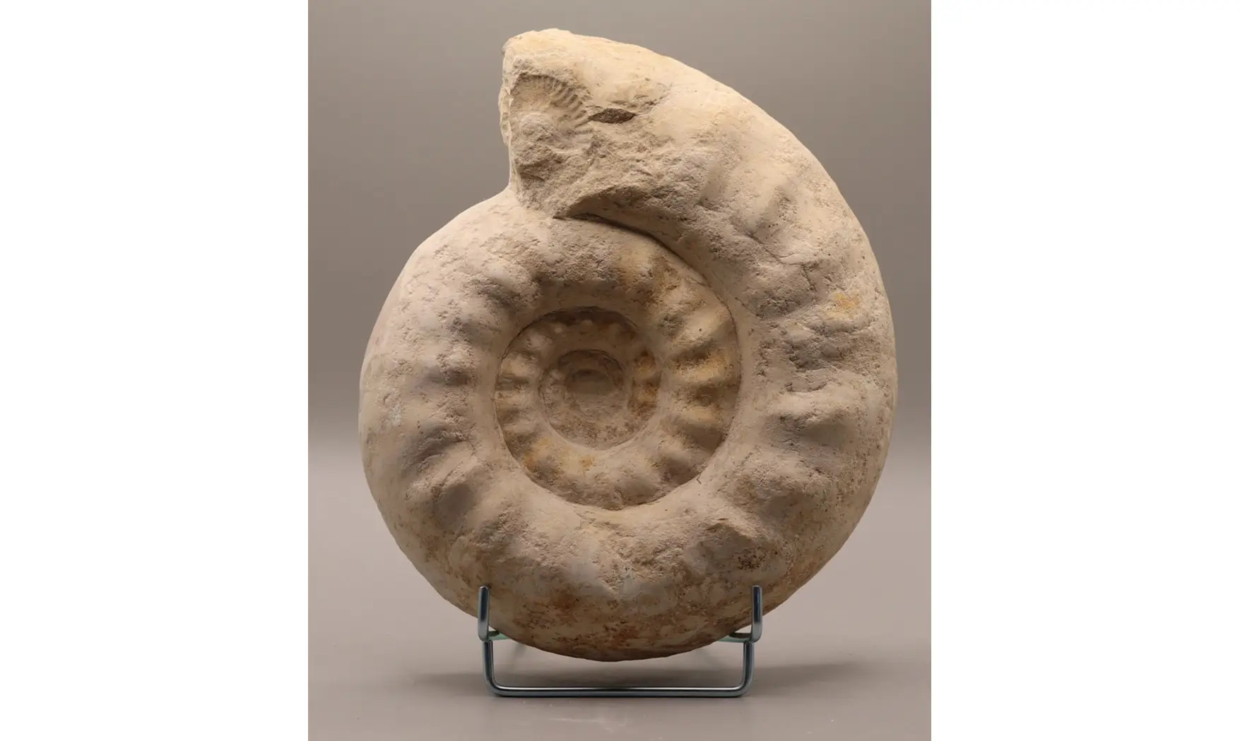 Gravesia cf irius
