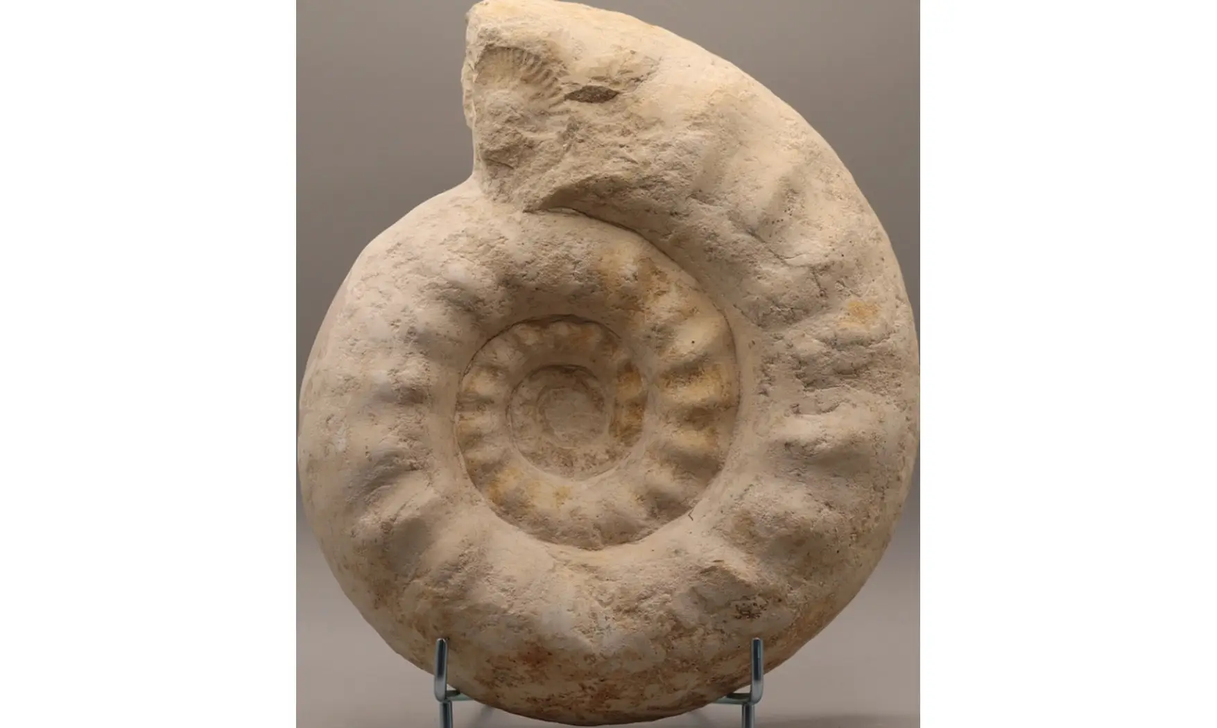 Gravesia cf irius