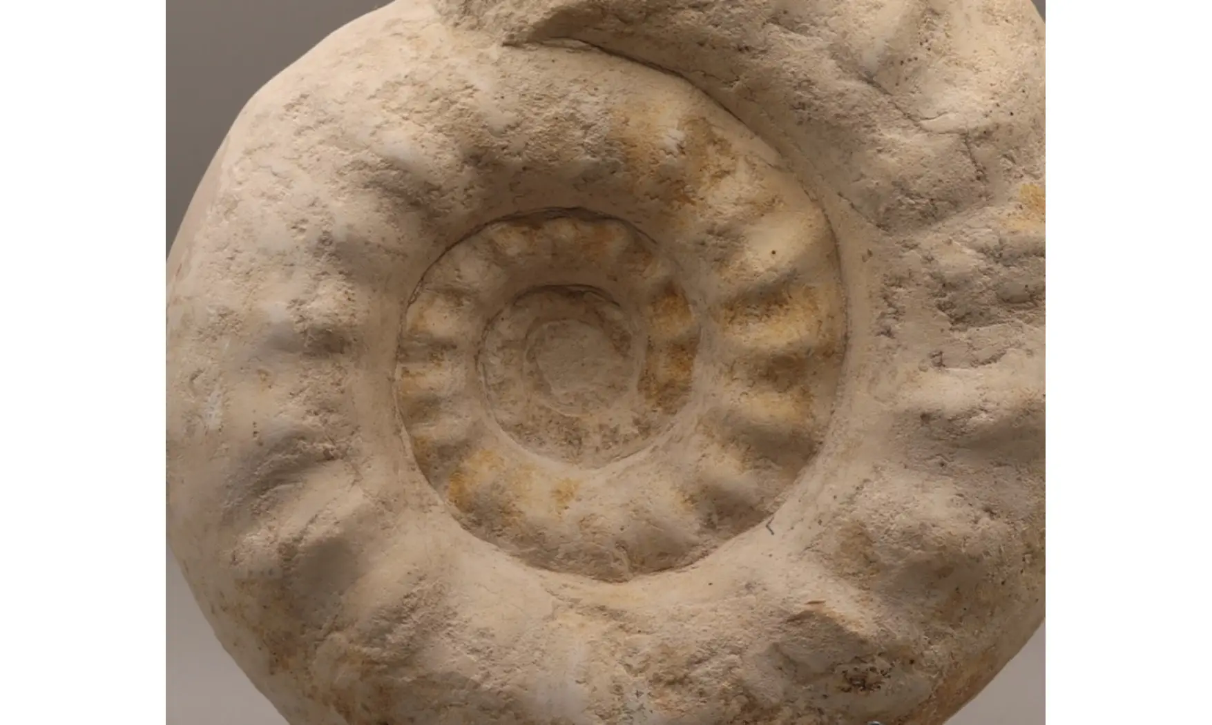 Gravesia cf irius