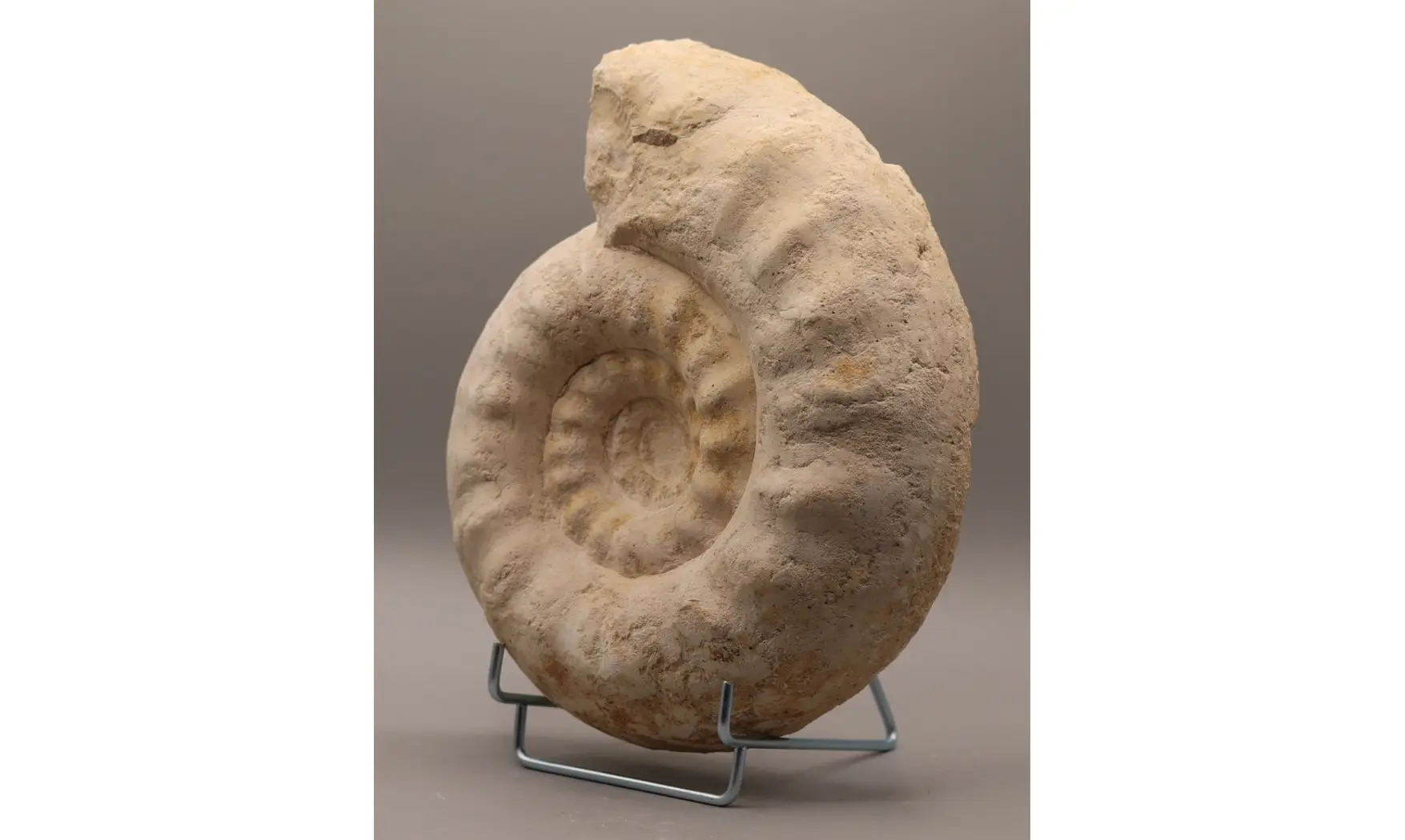 Gravesia cf irius