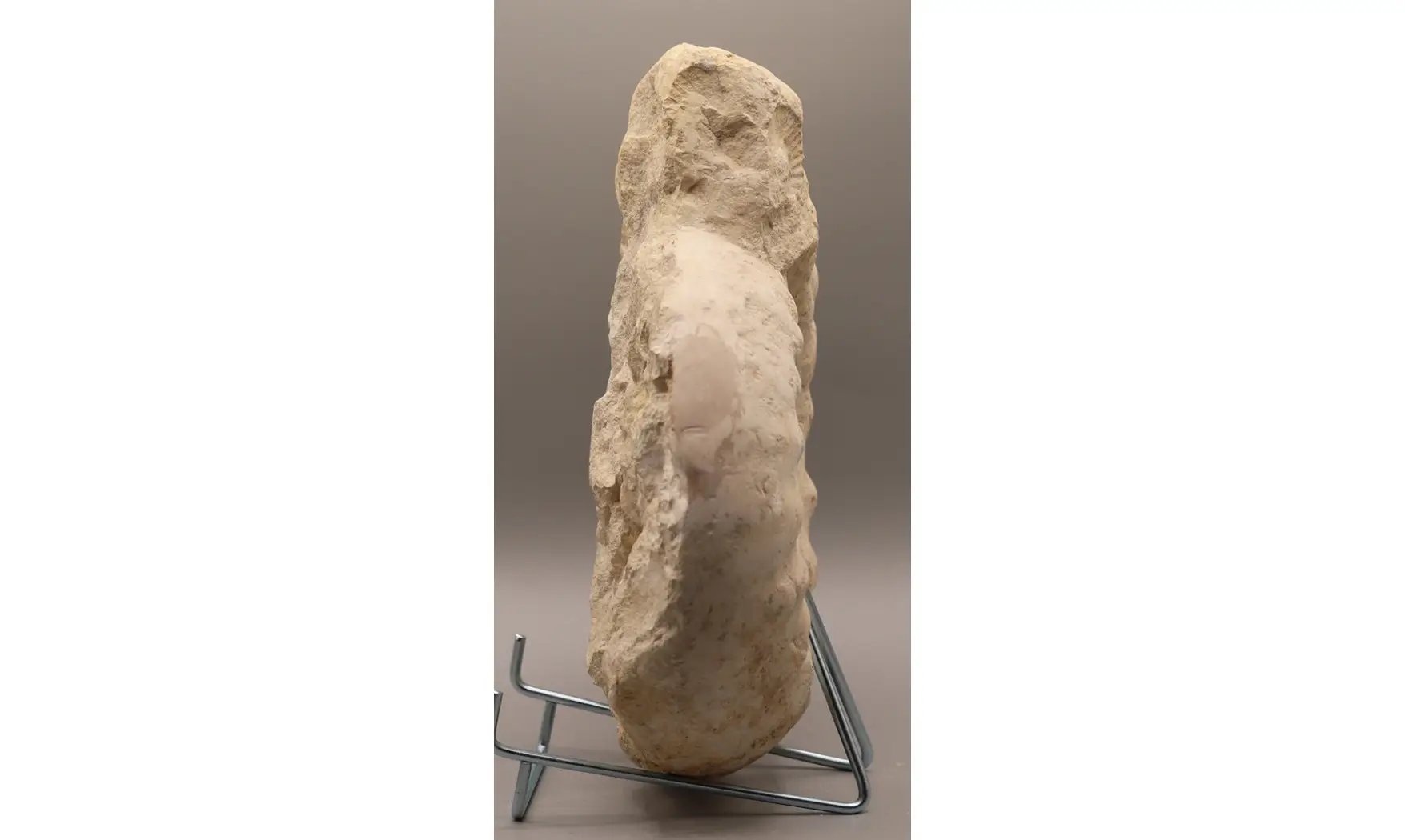 Gravesia cf irius