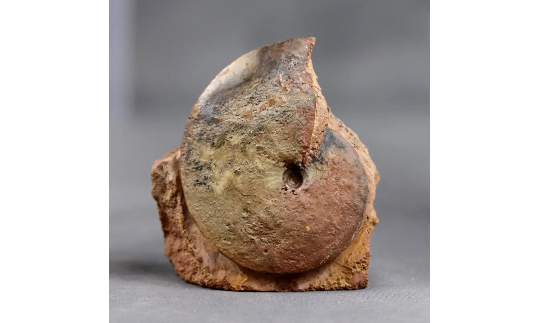 Oxycerites aspidoides