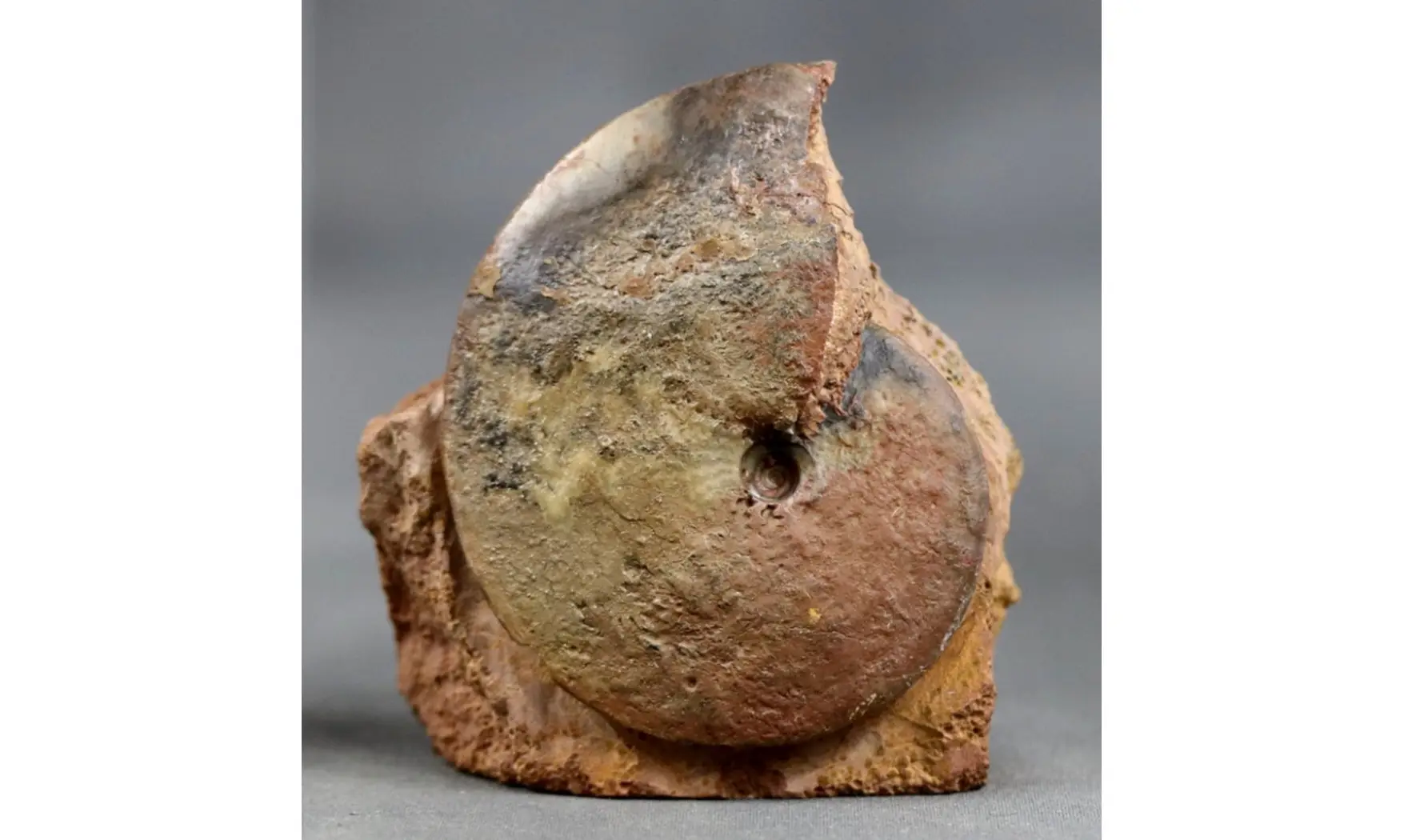 Oxycerites aspidoides