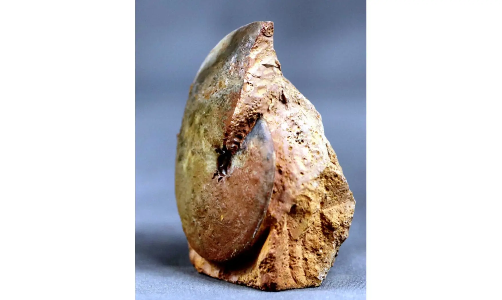 Oxycerites aspidoides