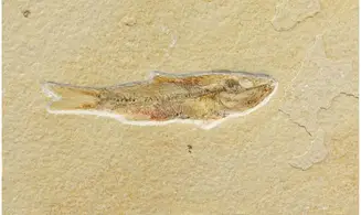 Ascalabos voithii