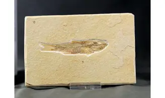 Ascalabos voithii
