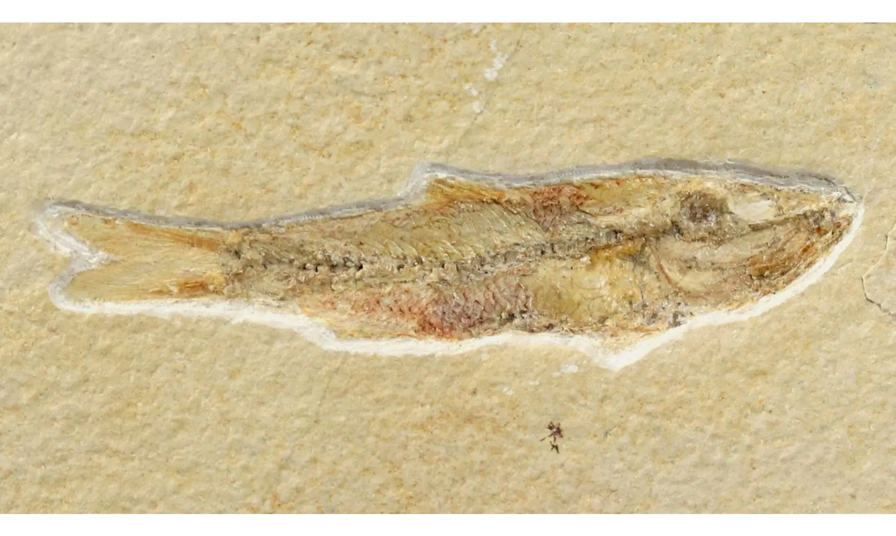 Ascalabos voithii