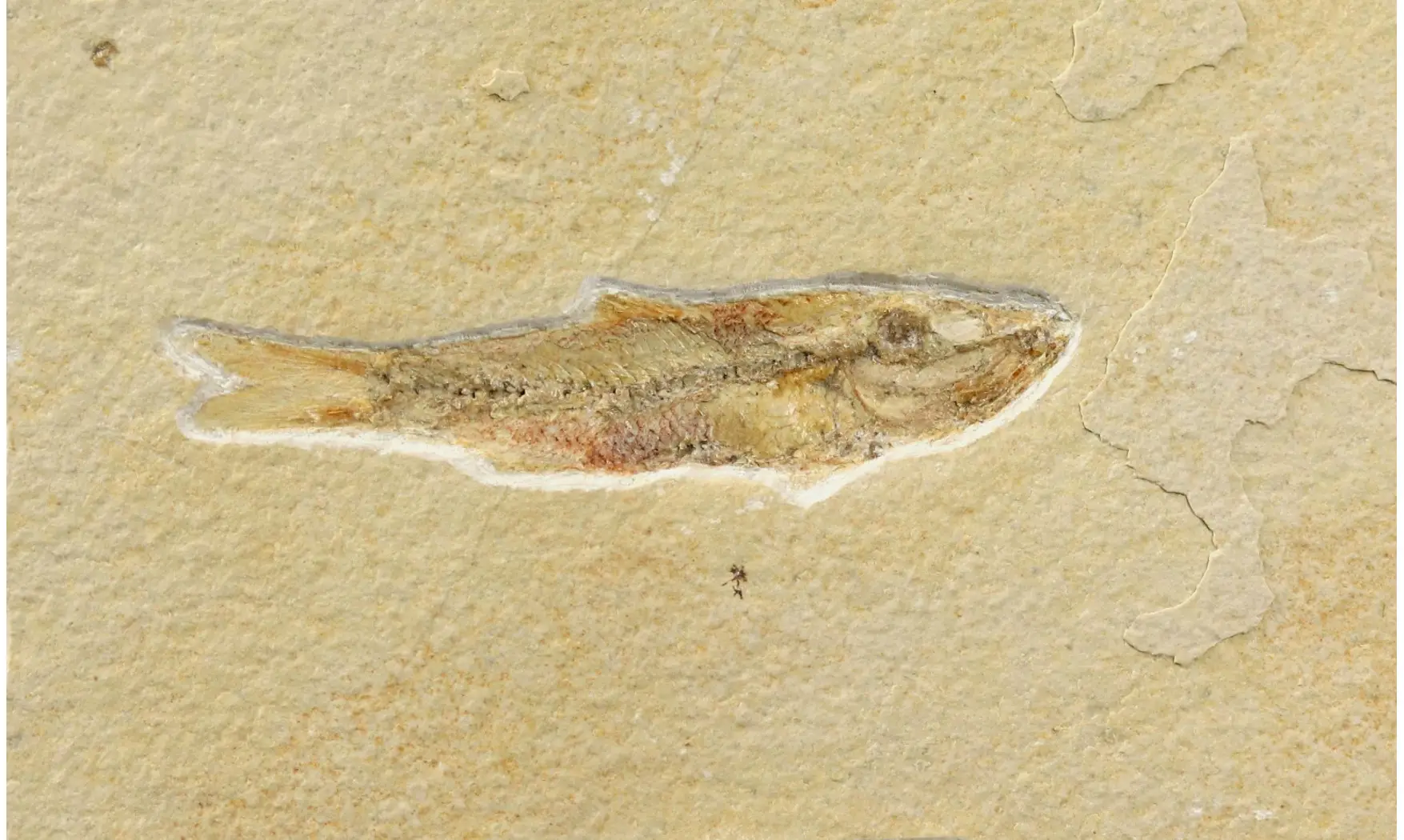 Ascalabos voithii