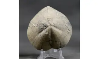 Isomicraster stolleyi