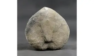 Isomicraster stolleyi