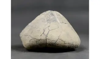 Isomicraster stolleyi