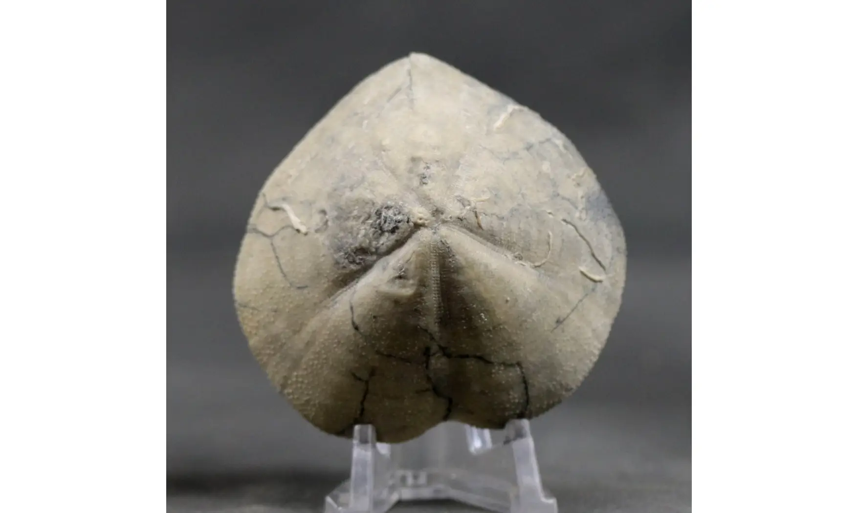 Isomicraster stolleyi
