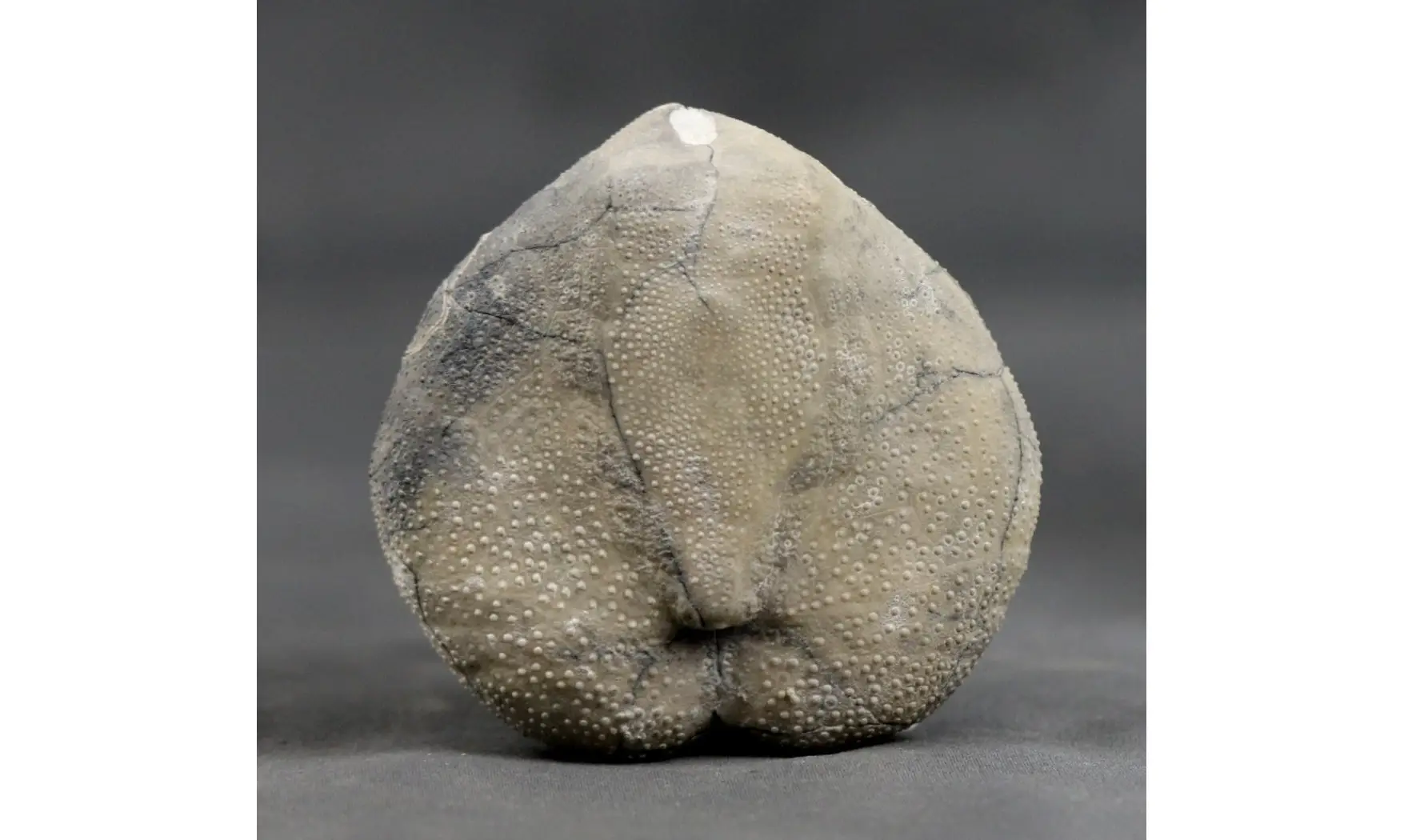 Isomicraster stolleyi