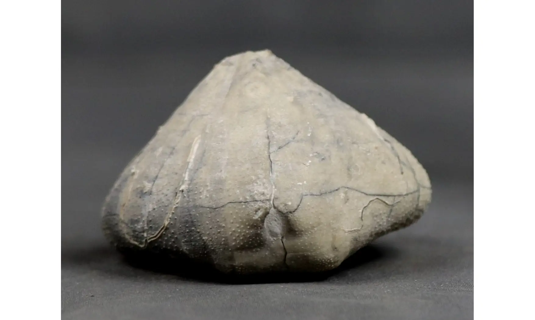 Isomicraster stolleyi