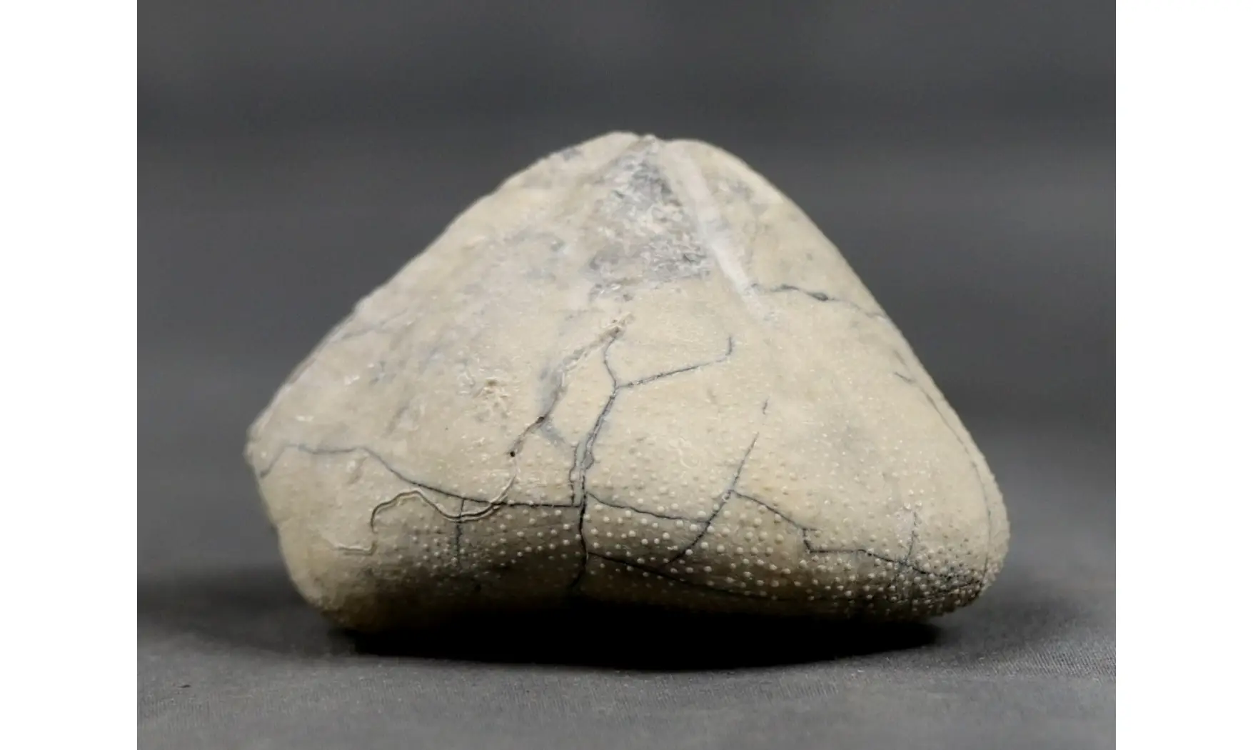 Isomicraster stolleyi