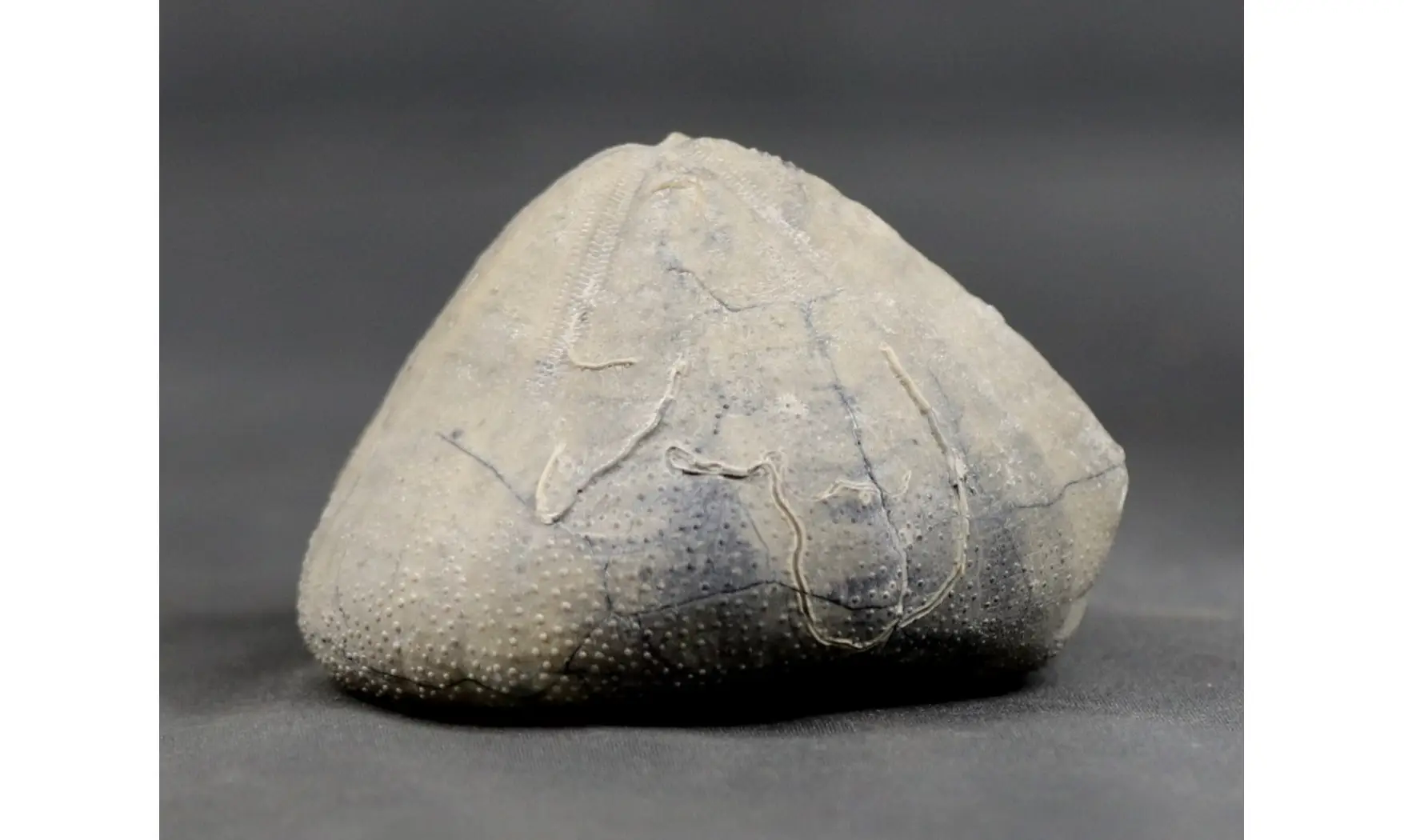 Isomicraster stolleyi