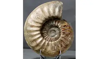 Agassiceras cf. superbum