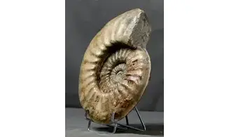 Agassiceras cf. superbum