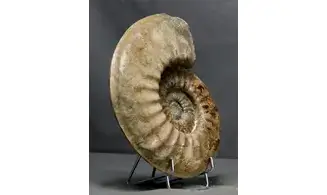 Agassiceras cf. superbum