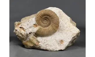 Siemiradzkia aurigera