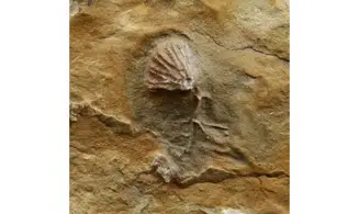 Clematocrinus ramsbottomi