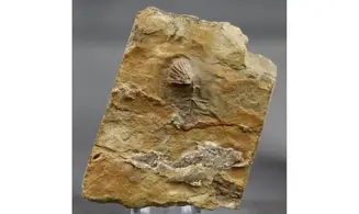 Clematocrinus ramsbottomi