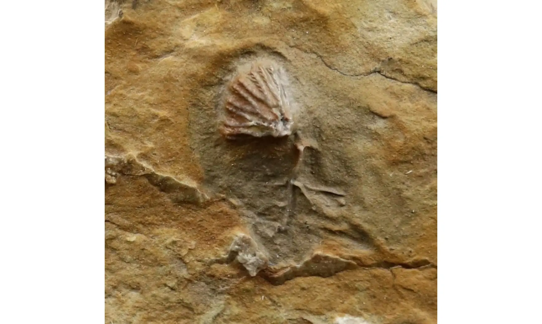 Clematocrinus ramsbottomi