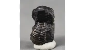 Cheloniceras meyendorffi