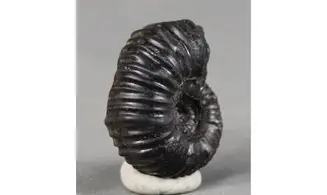 Cheloniceras meyendorffi