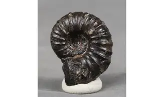 Cheloniceras delagoense