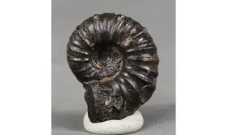 Cheloniceras delagoense