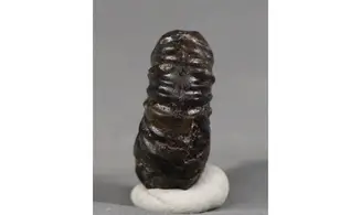 Cheloniceras delagoense