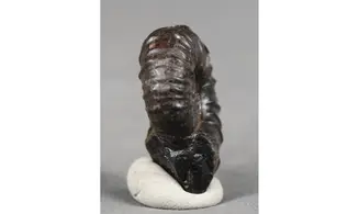 Cheloniceras delagoense