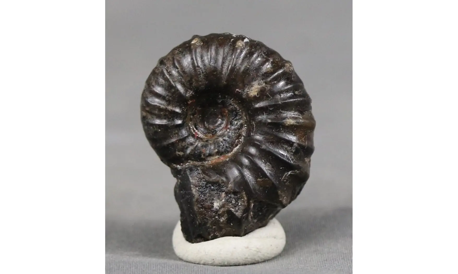 Cheloniceras delagoense