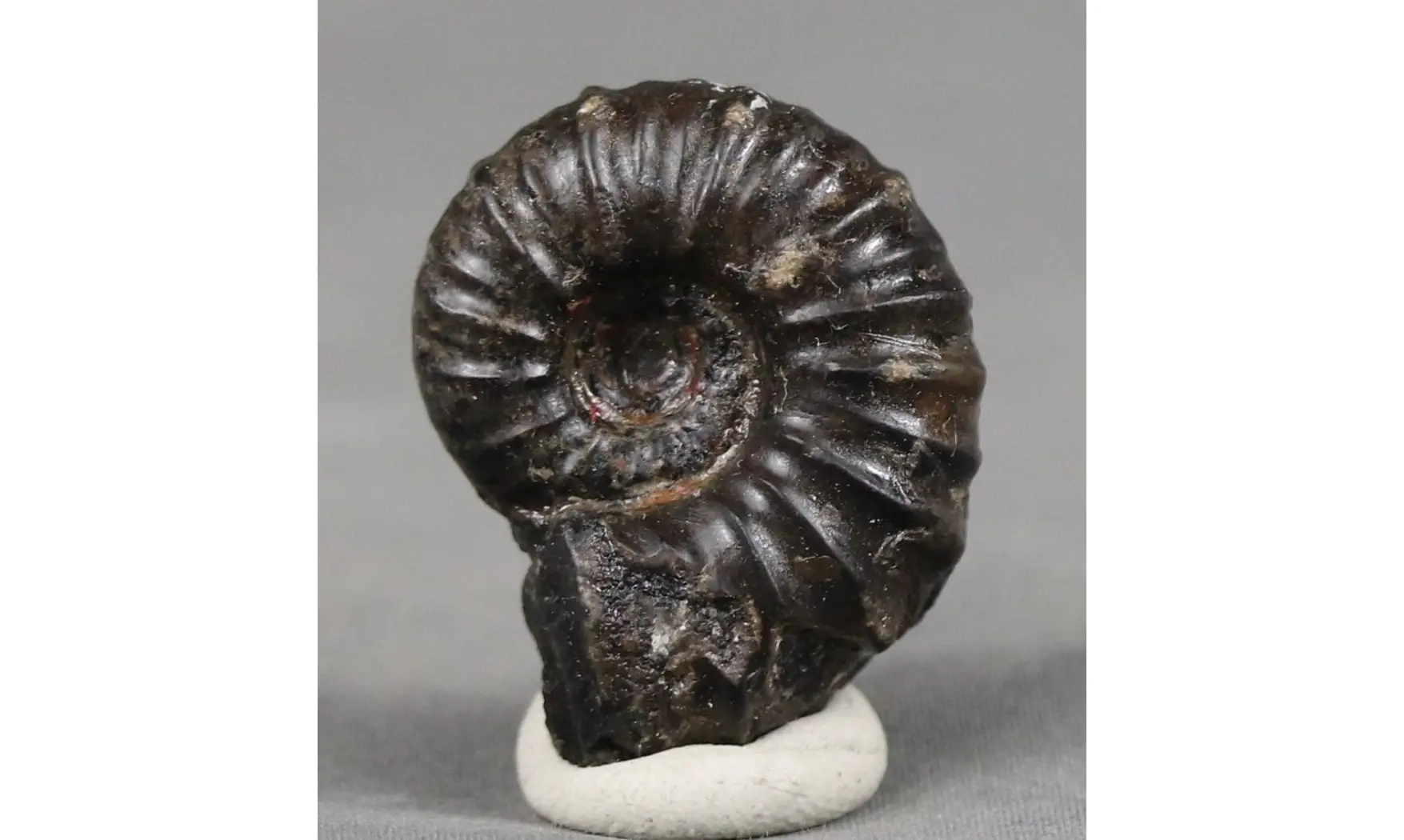 Cheloniceras delagoense