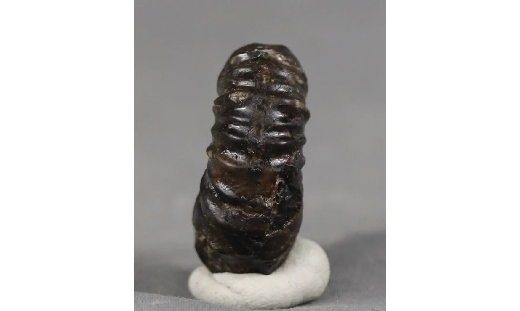 Cheloniceras delagoense