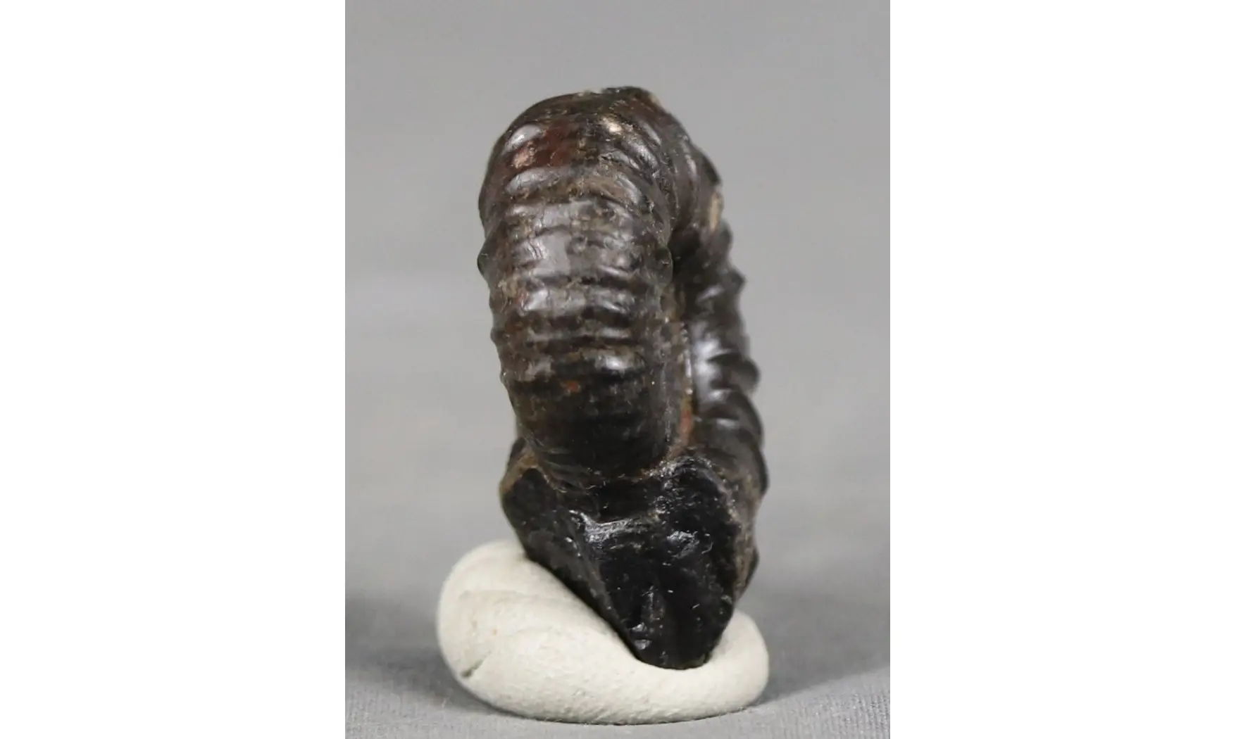 Cheloniceras delagoense