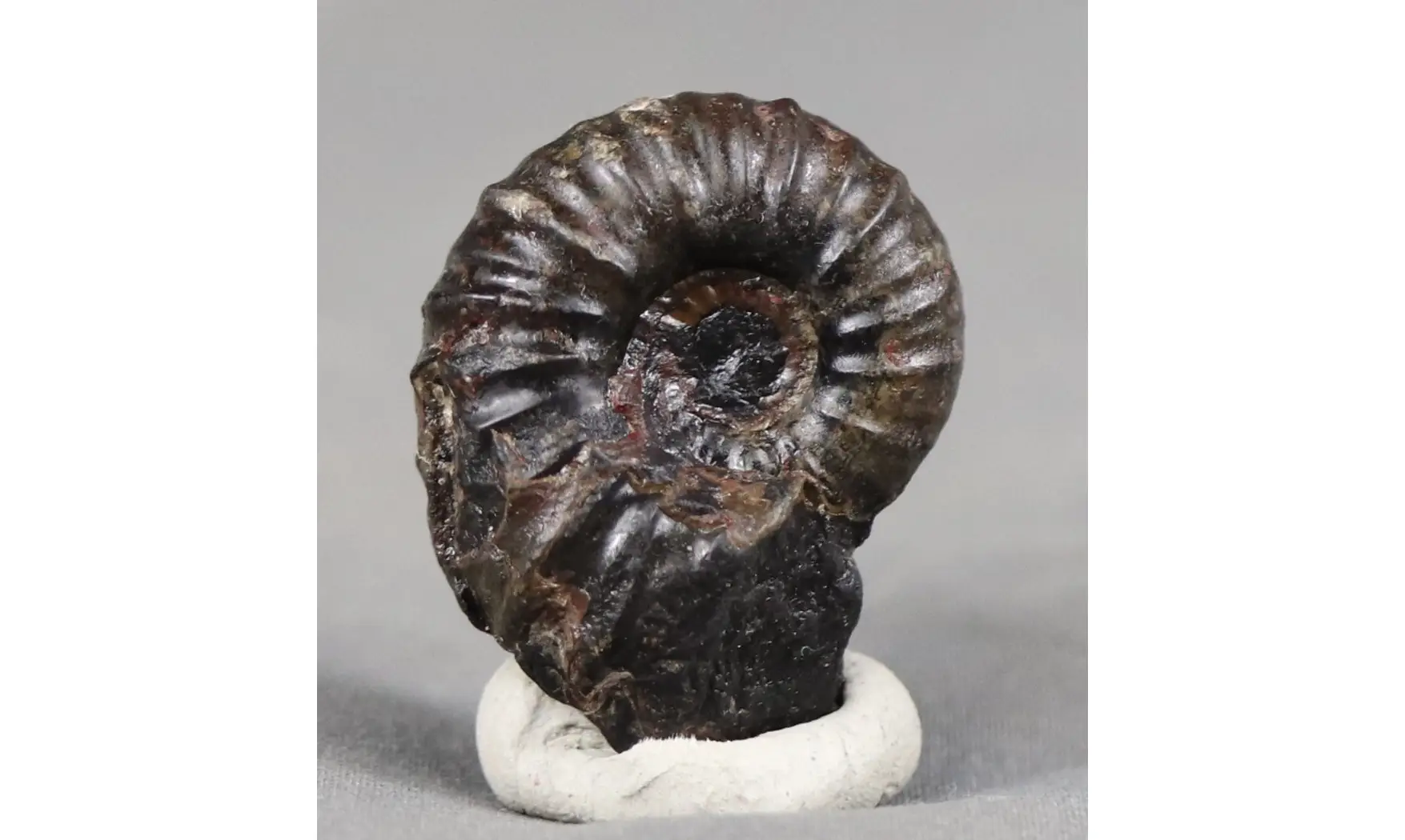 Cheloniceras delagoense