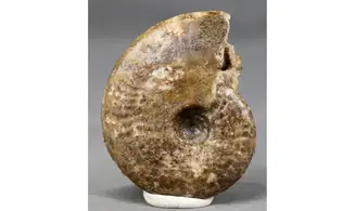 Graphoceras fallax