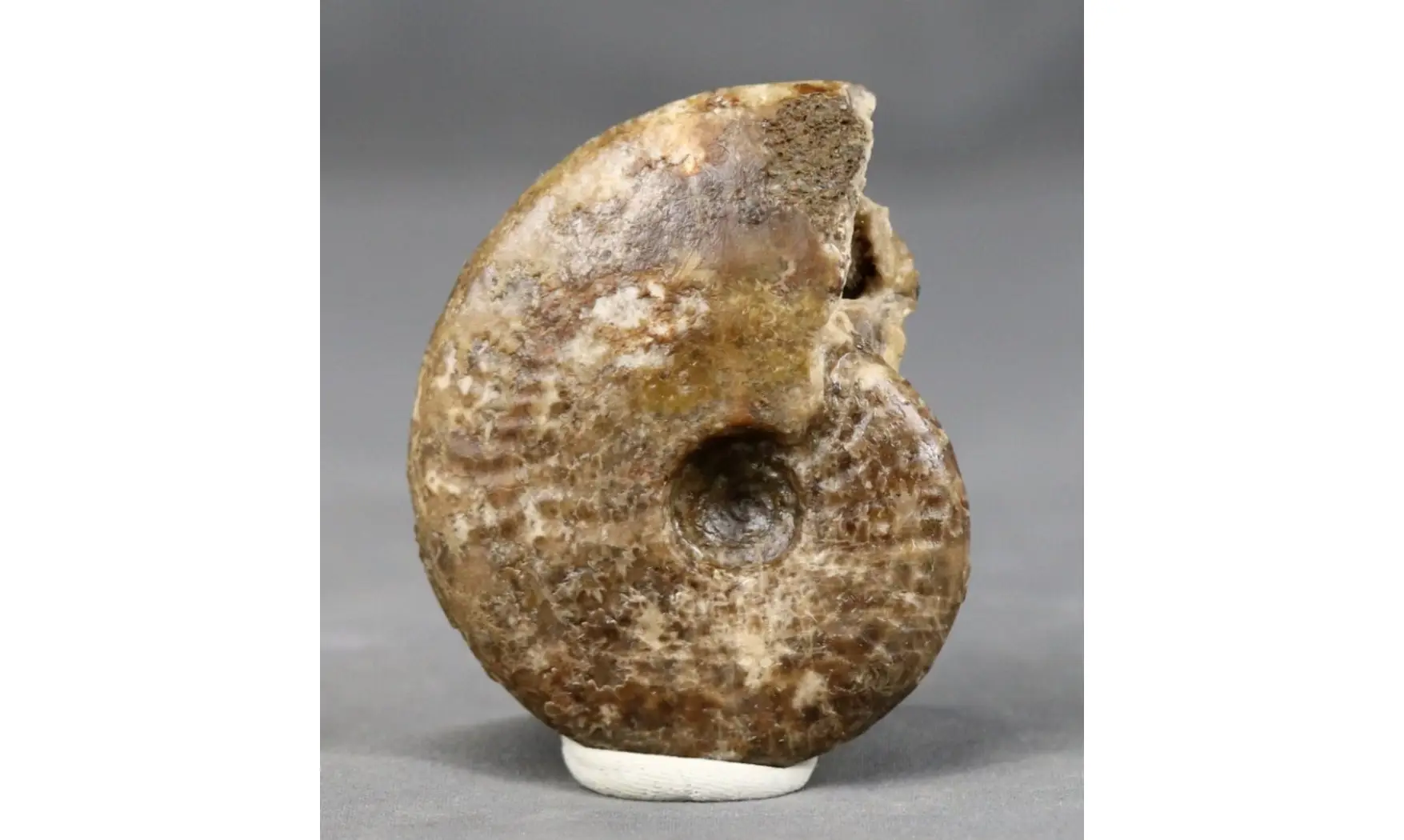 Graphoceras fallax