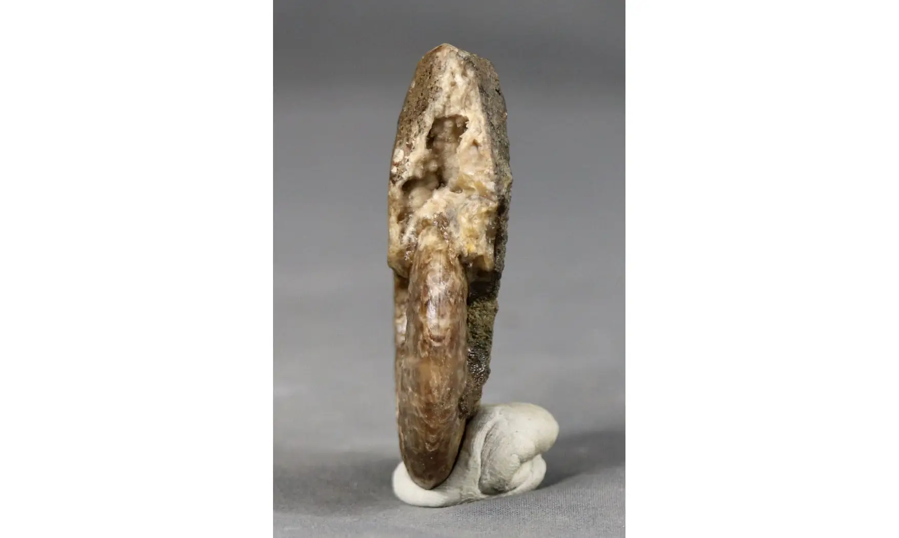 Graphoceras fallax