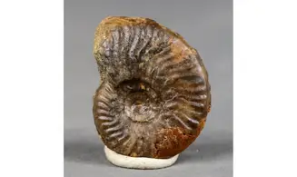 Graphoceras cornu