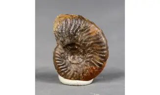 Graphoceras cornu